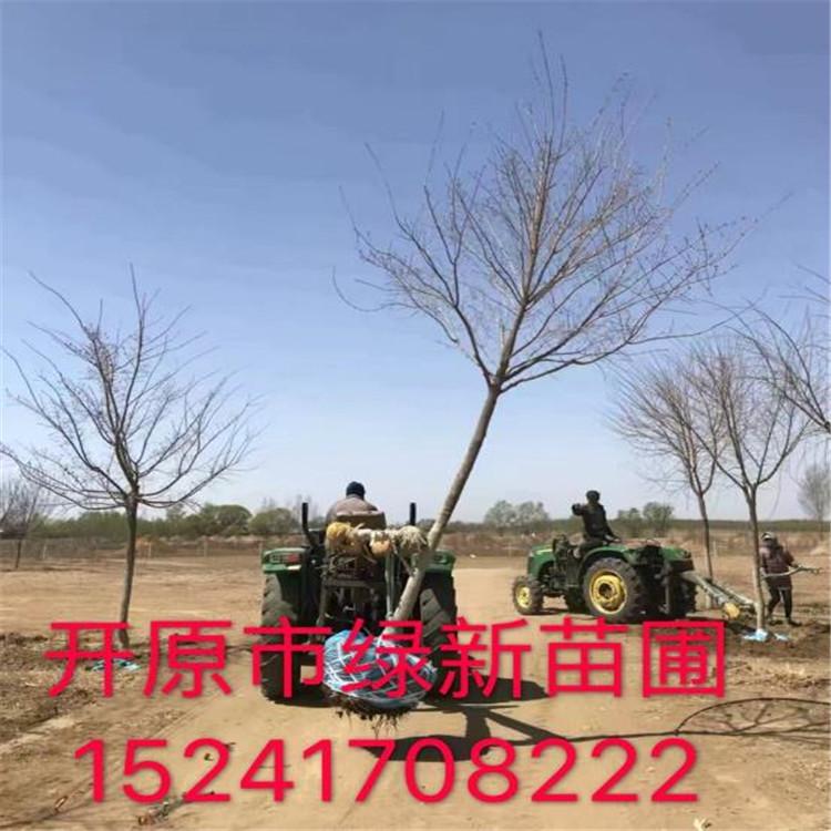 五角枫 工程用苗五角枫