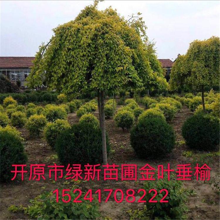 金叶垂榆 金叶榆 工程金叶榆