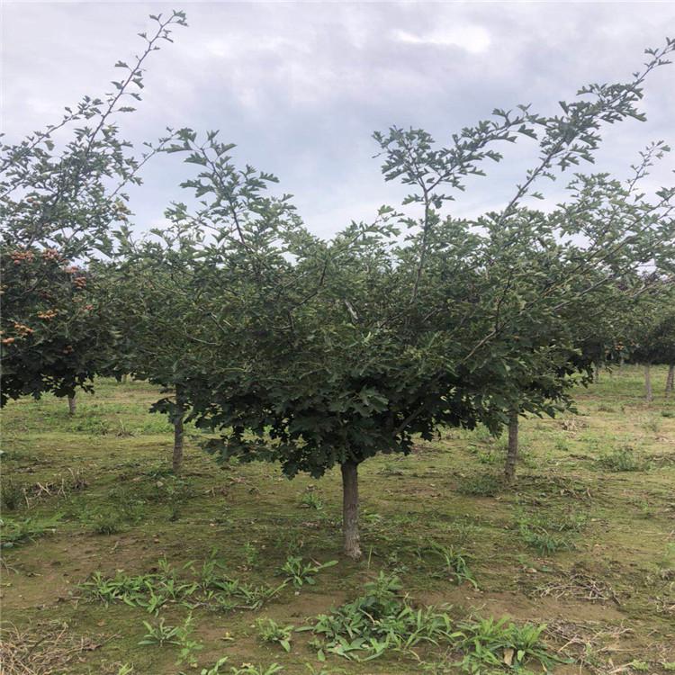 紫叶水蜡批发 紫叶水蜡堆 紫叶水蜡苗 园区绿化树 工程绿化树 工程绿化苗