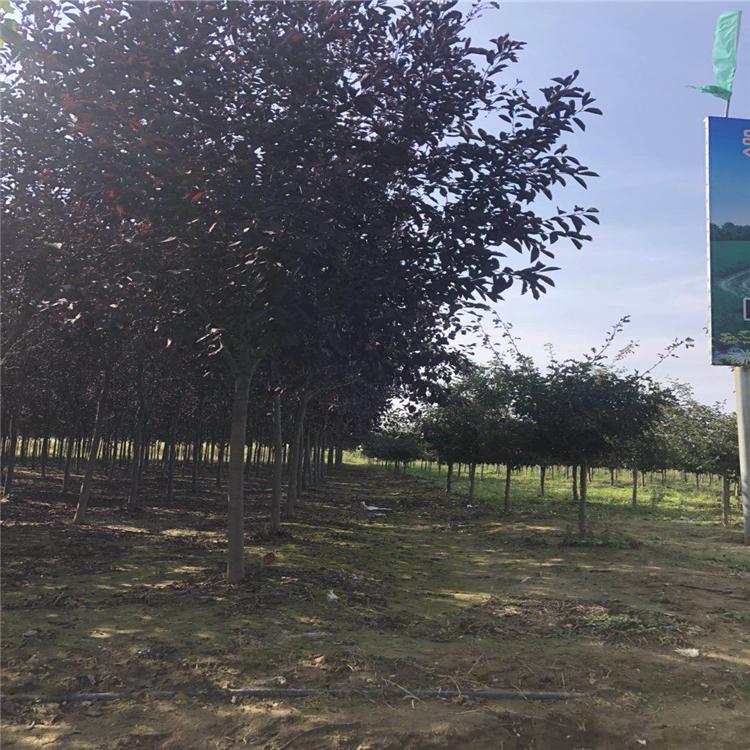 绿新苗圃 实拍图片禁止转载 紫叶稠李 紫叶稠李树 紫叶稠李小苗 紫叶稠李树苗