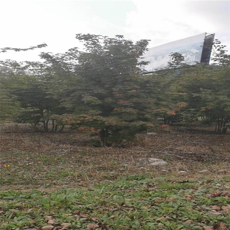 绿新苗圃 实拍图片禁止转载 丛生九角枫 丛生九角枫树 丛生九角枫小苗