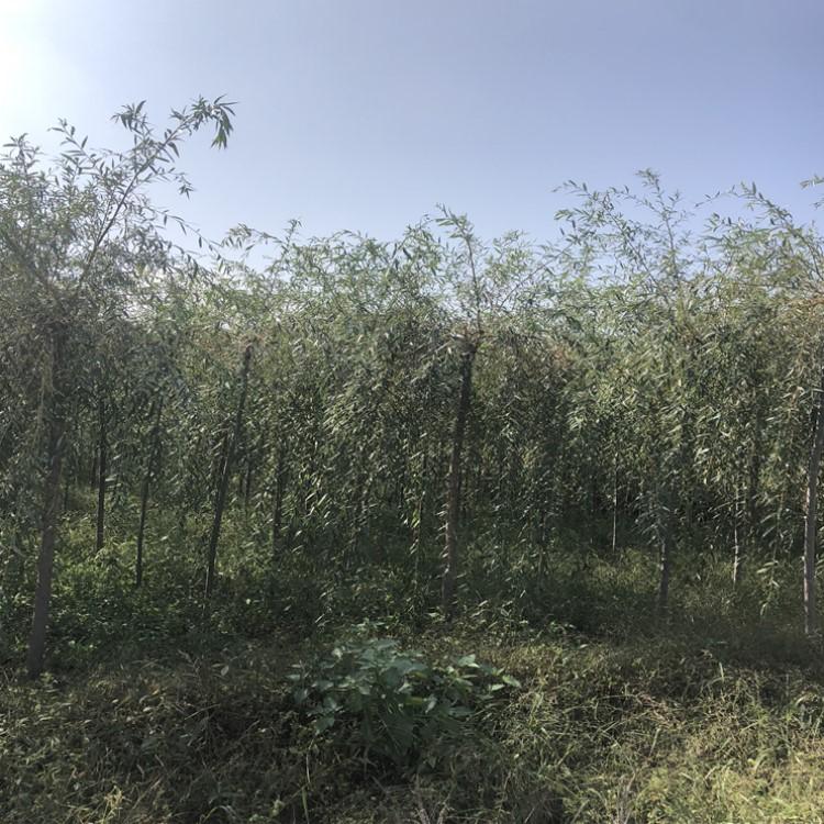 绿新苗圃 实拍图片禁止转载 金丝垂柳 金丝垂柳树 金丝垂柳小苗 金丝垂柳苗圃