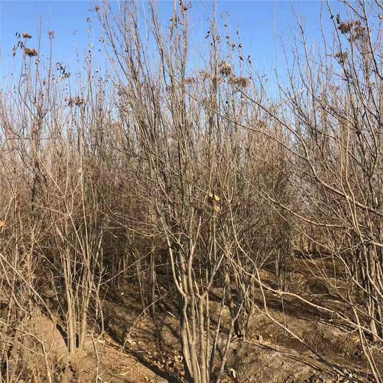 辽宁苗圃直销耐寒暴马丁香 丛生暴马丁香 暴马丁香树苗