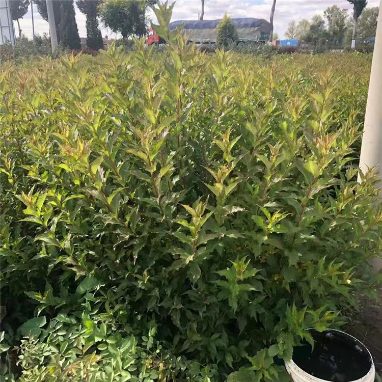 红王子锦带产地 红王子锦带价格 多头红王子锦带球专卖