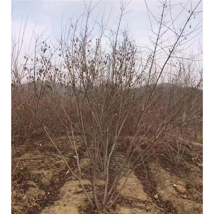 丛生三角枫 绿新苗圃 厂家直销 规格齐全