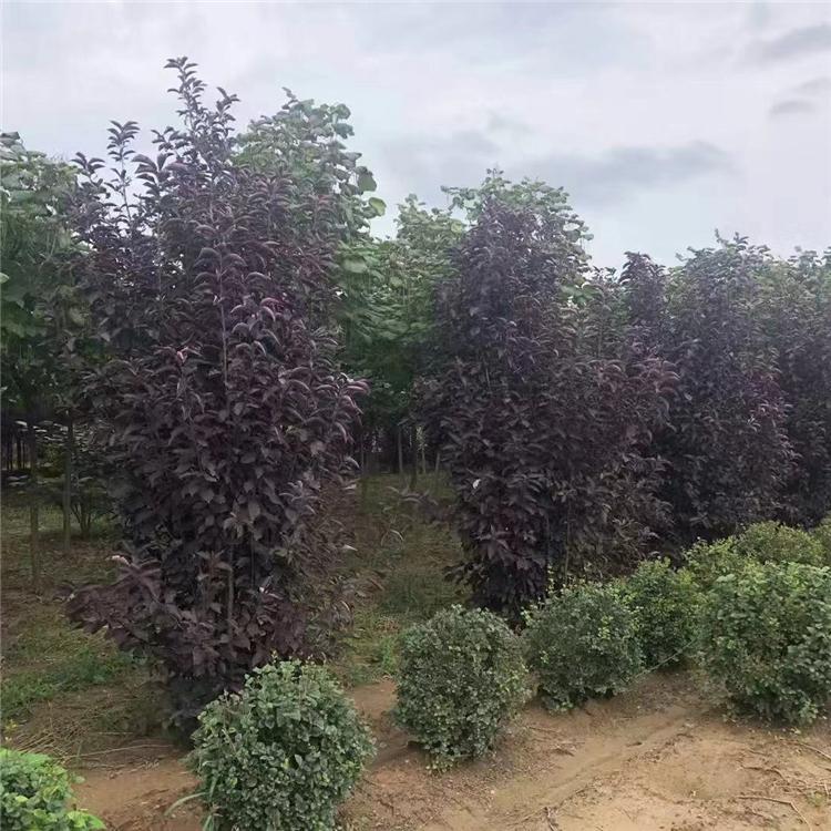 紫叶稠李价格 供应紫叶稠李 丛生紫叶稠李