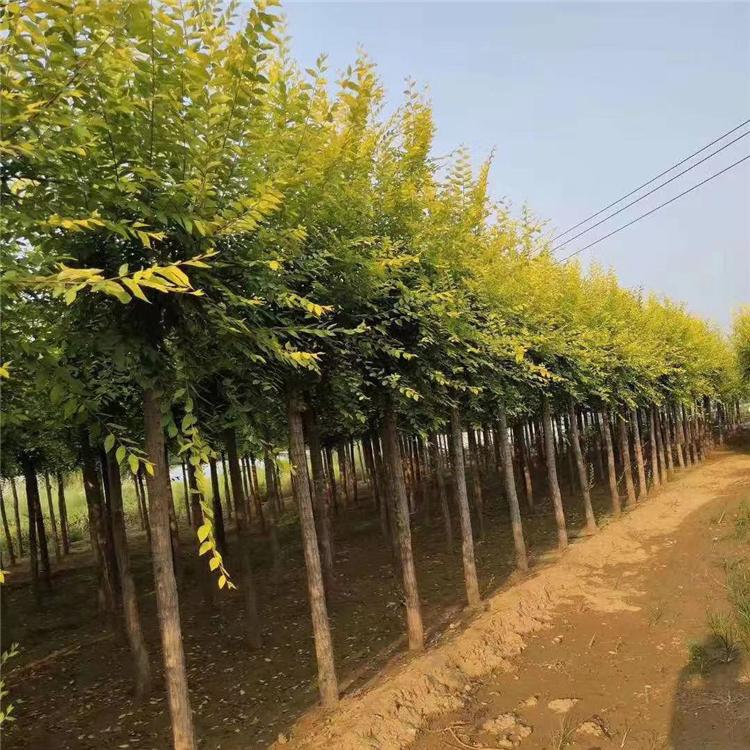 金叶榆供应基地 5公分6公分7公分金叶榆