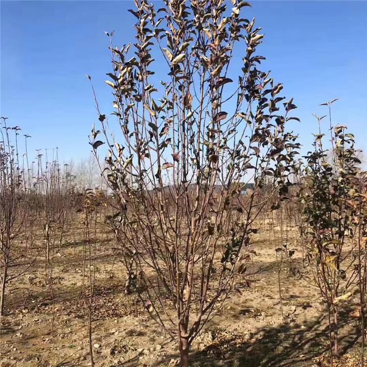 王族海棠 王族海棠批发 王族价格 基地直销王族海棠