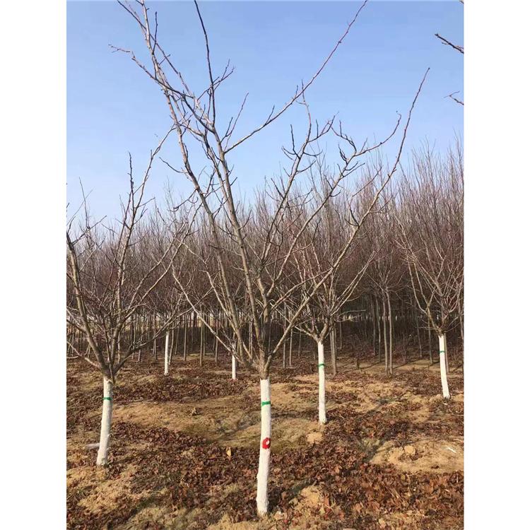 基地直销 10公分暴马丁香价格 暴马丁香苗 暴马丁香好货源