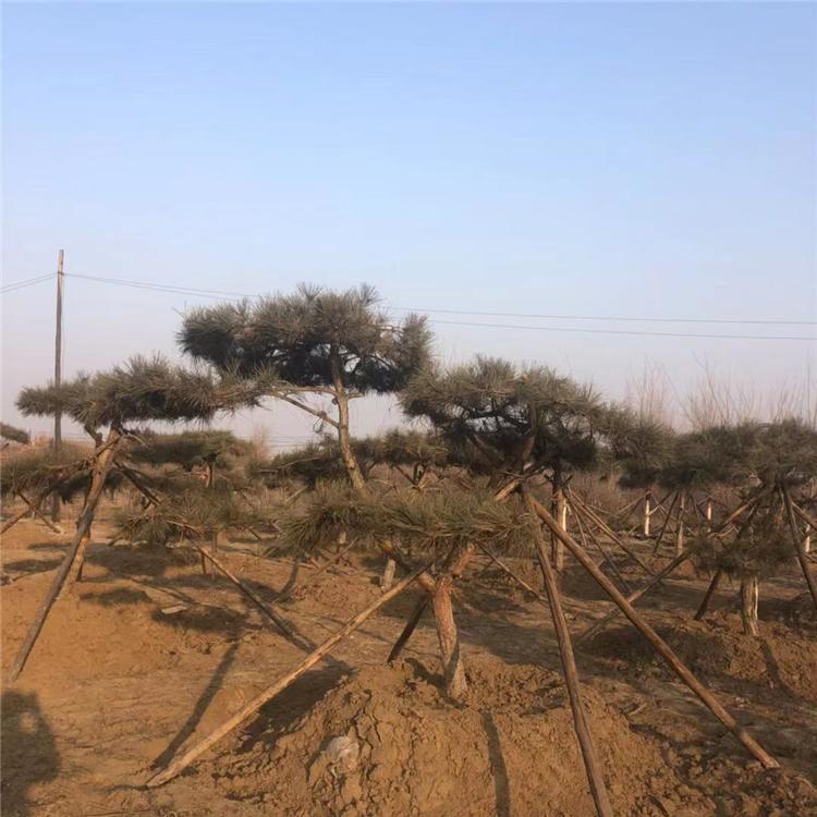 造型黑松基地 树形优美