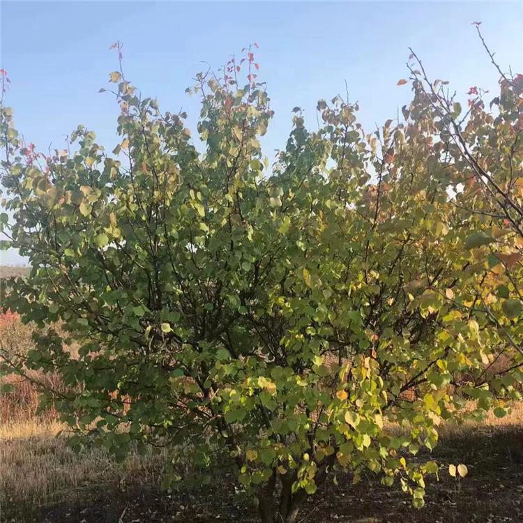 长期直销 丛生山杏 精品丛生山杏批发 货源充足 价格 扁杏 山杏价格