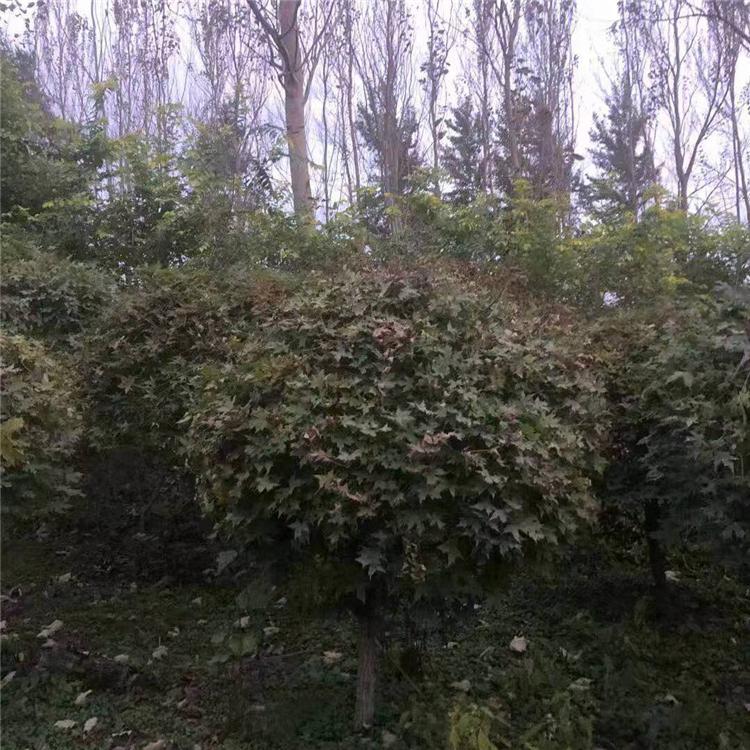 五角枫球 五角枫球种植基地 绿新苗圃
