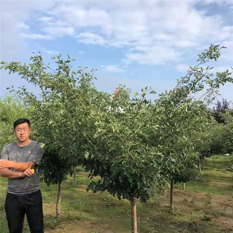  山楂树苗 品种果农主栽 耐旱抗病力强 盆栽地栽山楂树供应