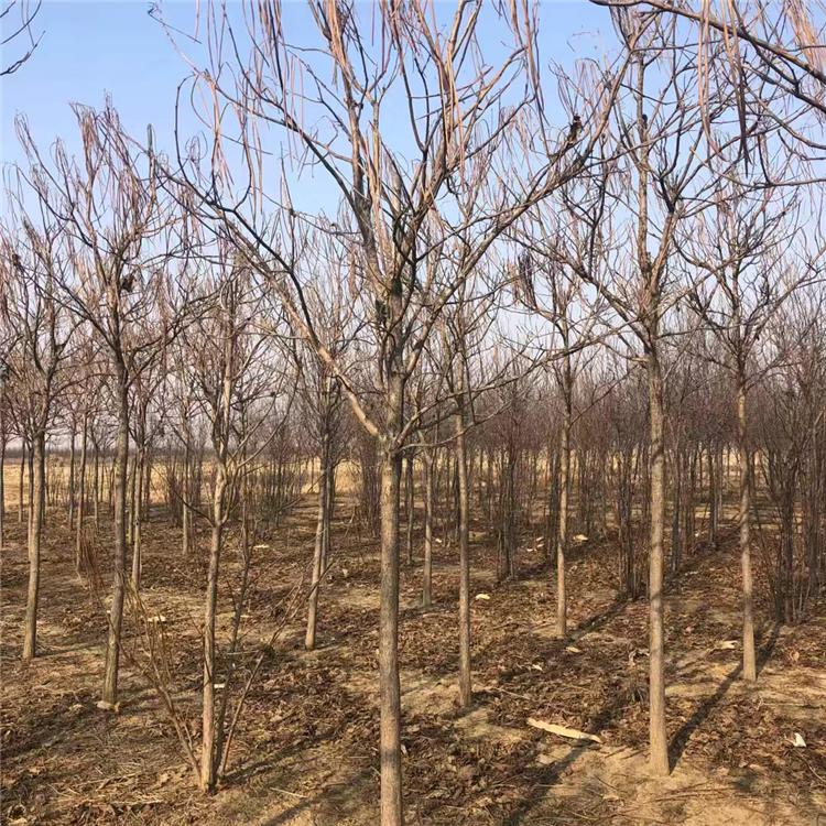 耐寒梧桐树 行道树价格优惠梧桐树苗