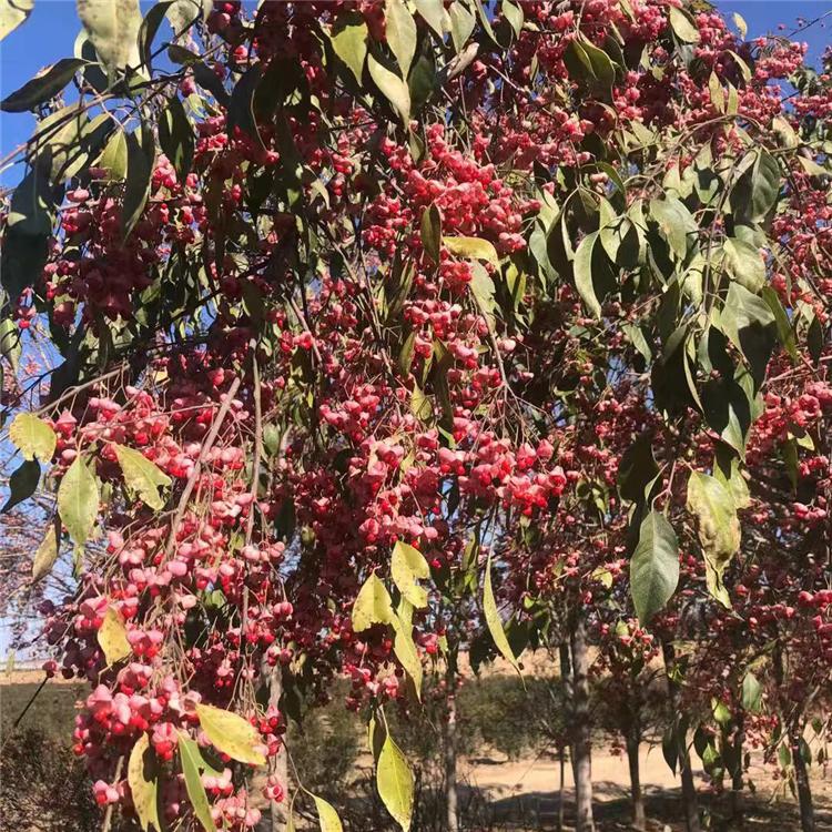 桃叶卫矛 绿新苗圃 金叶卫矛价格 量大供应 优质品种 现货