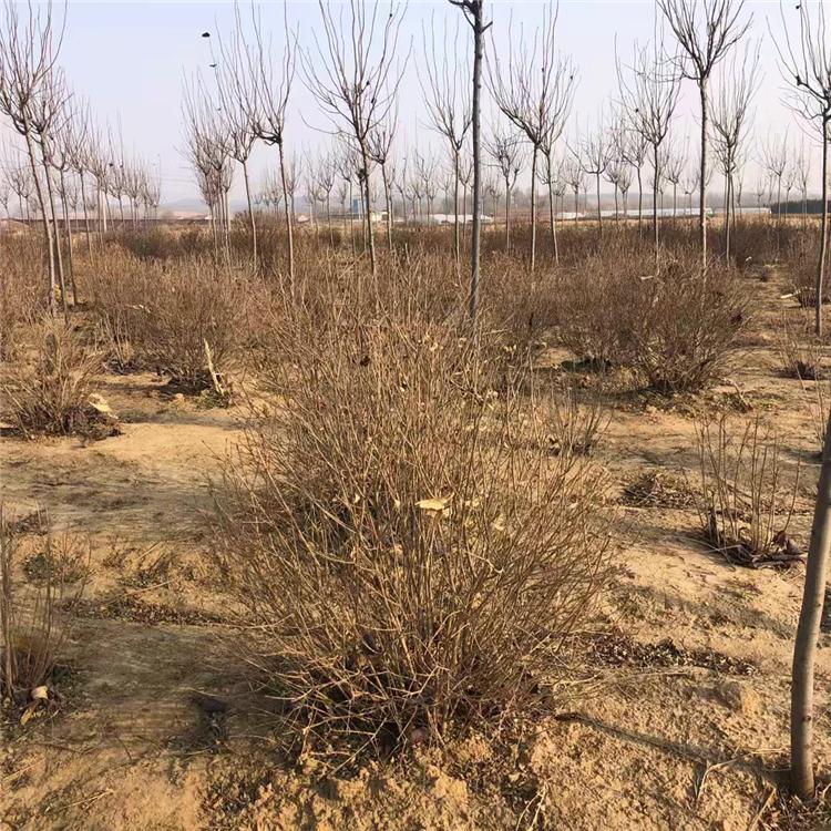 苗圃批发小叶丁香球