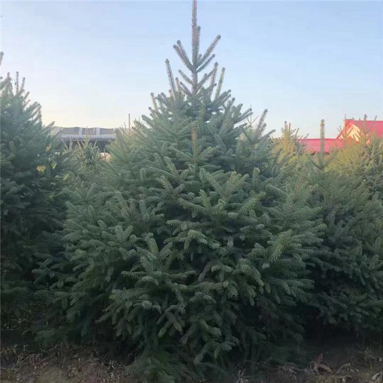 圃地直销供应 云杉苗 云杉好货源 云杉基地