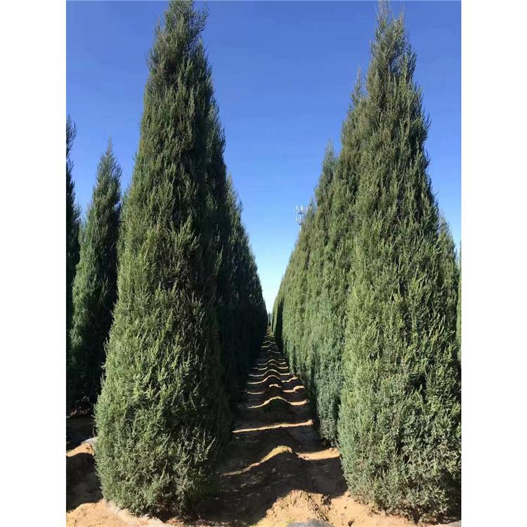 沈阳塔柏 桧柏球 桧柏常青树 墓园绿化树