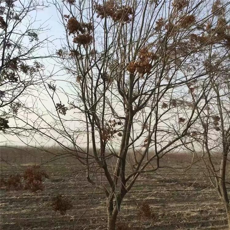 基地长期供应绿化苗木 暴马丁香 价格优惠 丛生暴马丁香