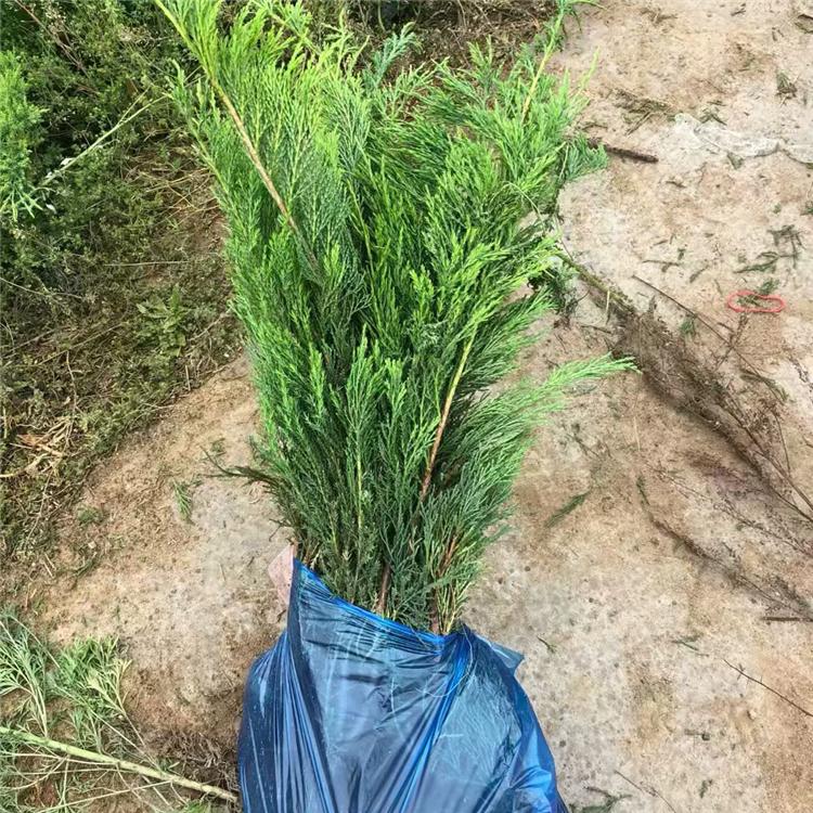 沙地柏 工程绿化苗木 苗圃直发