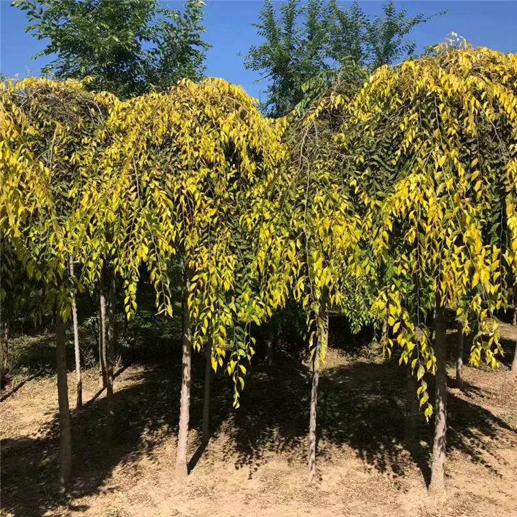 供应乔木金叶垂榆 垂榆 绿叶垂榆 绿化行道树