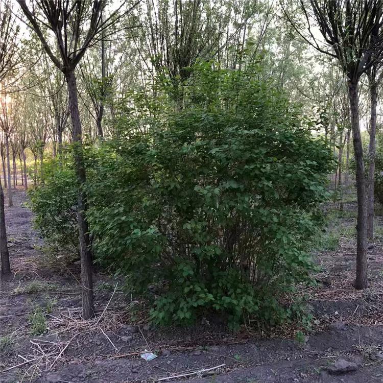 紫丁香直销 紫丁香树 紫丁香培育基地