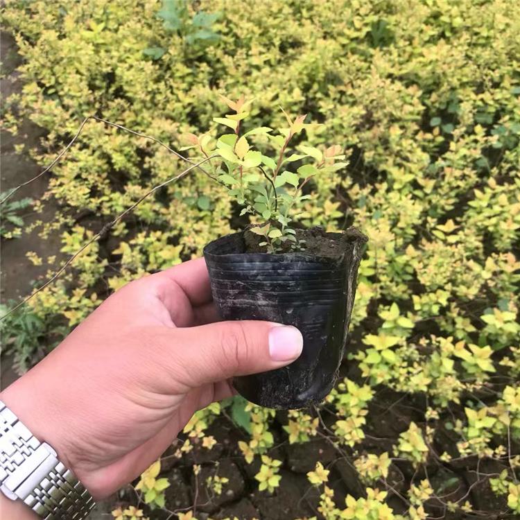 金山金艳苗  规格齐全 价格合理