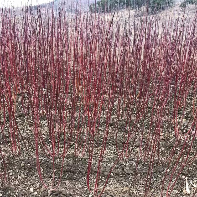 红瑞木批发 质量好工程苗 大型红瑞木种植基地