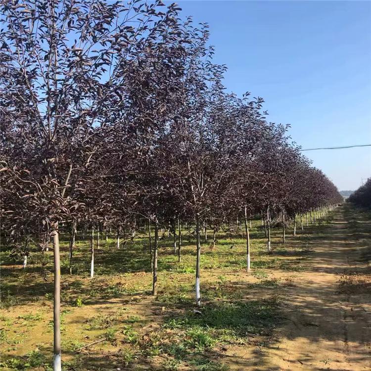 紫叶稠李苗 紫叶稠李树 工程苗大小规格齐全