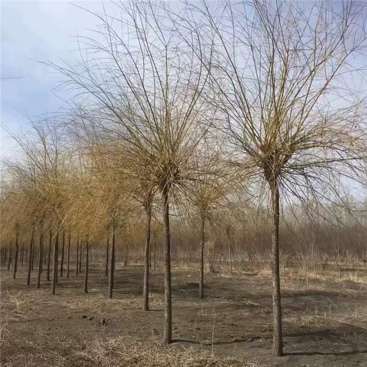 供应垂柳 8公分垂柳价格 10公分垂柳 垂柳价格 柳树价格