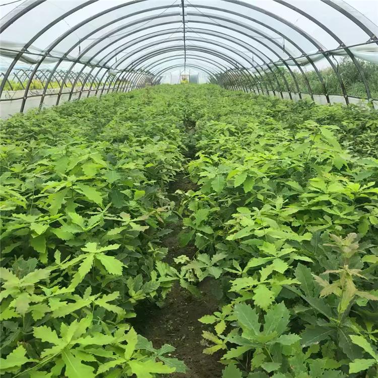 丛生蒙古栎 蒙古栎小苗