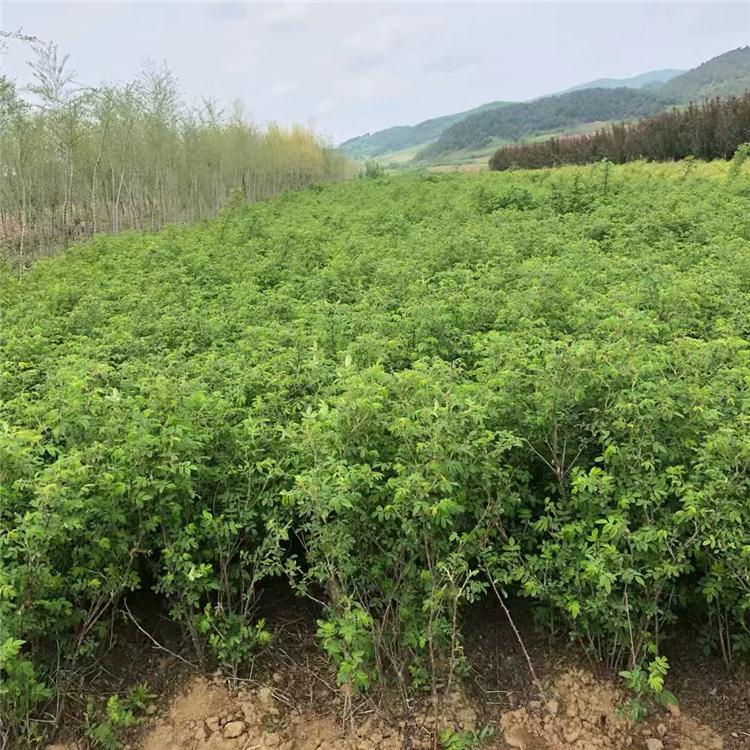 四季刺玫 基地批发各种苗木
