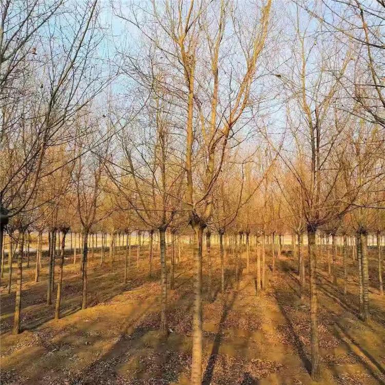 苗圃直销 辽宁金叶榆基地 行道树金叶榆 园林绿化