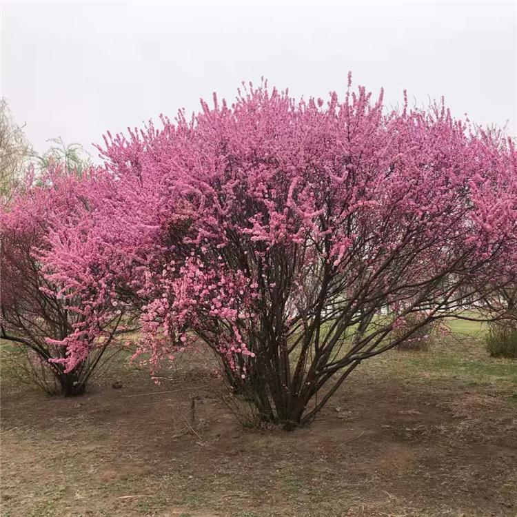 榆叶梅专业出售基地 榆叶梅价格 质优价廉