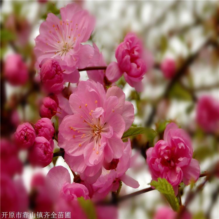 批发榆叶梅 北京苗圃产地供应 东北播种小苗 齐全