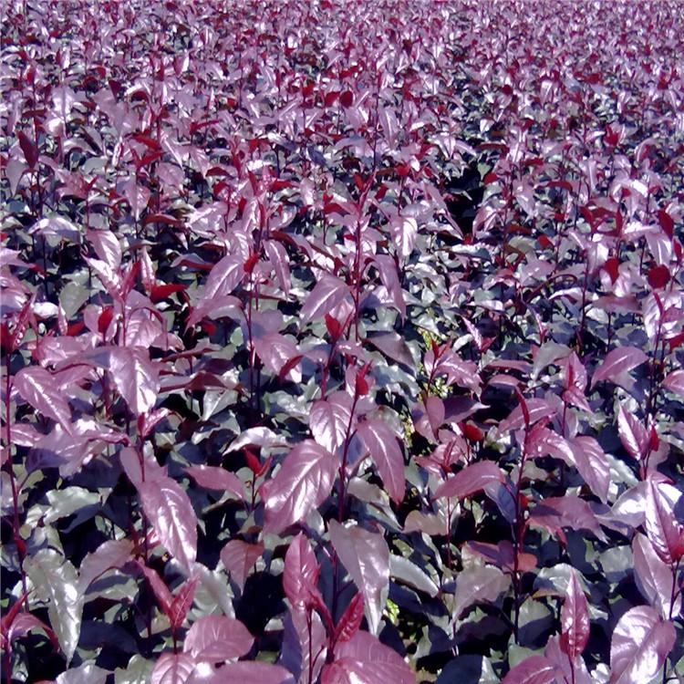 丛生紫叶稠李现苗  基地直销品相好 北方彩叶树种 齐全苗圃