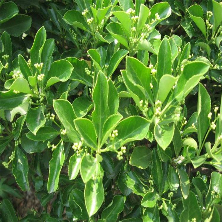 卫矛供应商 花卉基地直销 