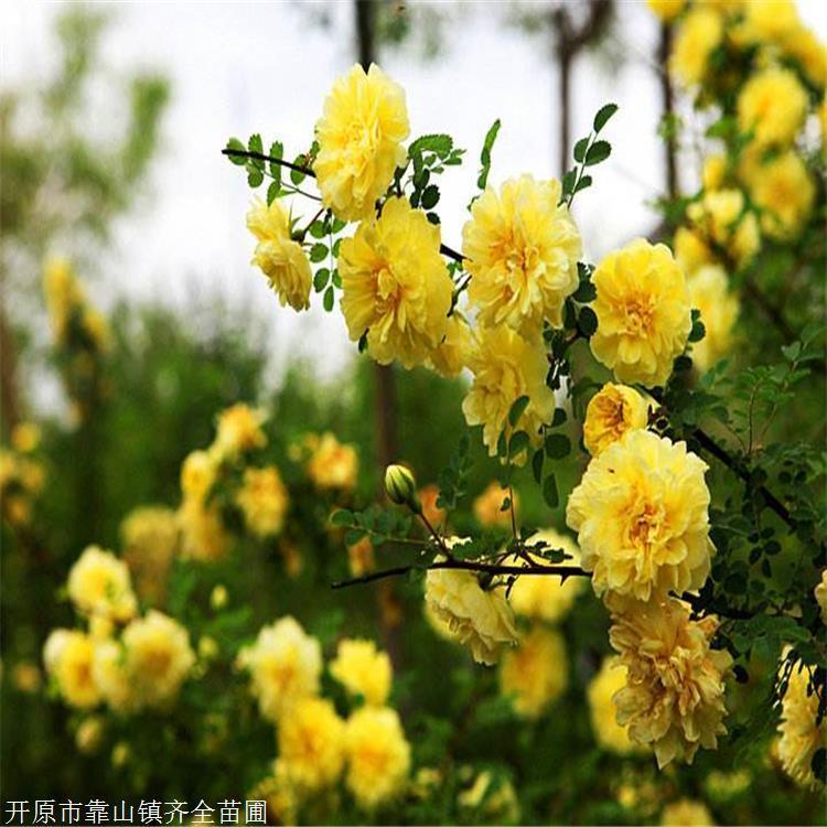 黄刺玫 齐全苗圃 园林绿化树种