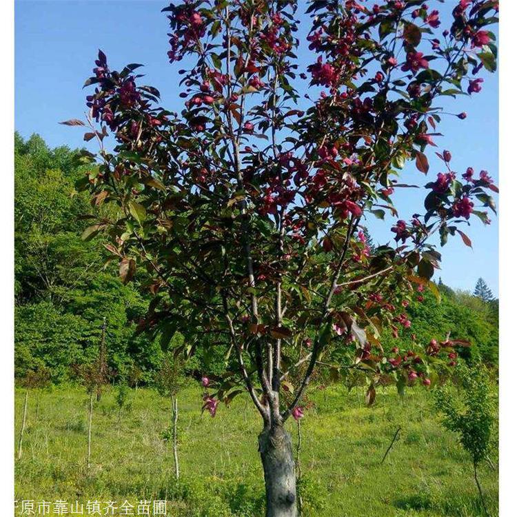 齐全供应王族海棠树苗 王族海棠为3年生苗 耐贫瘠且抗寒