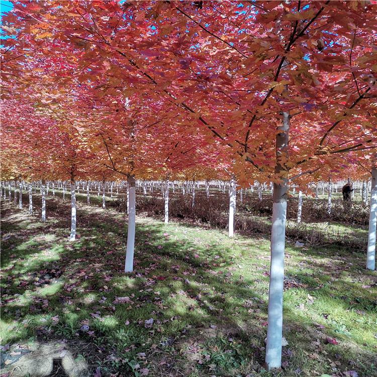 美国红枫 16公分美国红枫 米径16公分美国红枫 美国红枫批发