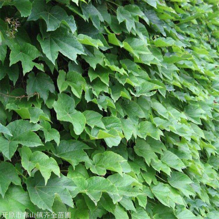 五叶地锦苗 齐全苗圃 爬藤爬山虎 垂直绿化