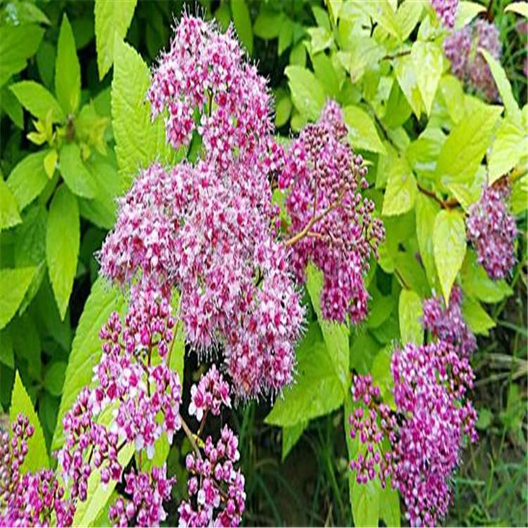 量大优惠 绿化工程用苗 金焰绣线菊 齐全苗圃