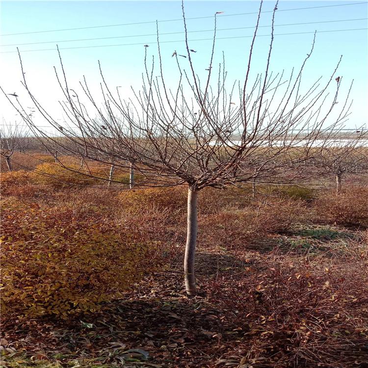 齐全苗圃 红叶榆叶梅 独杆红叶榆叶梅 丛生红叶榆叶梅