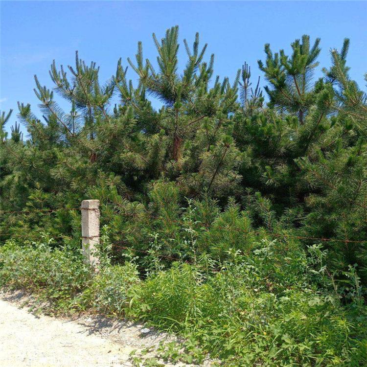 现货 造型油松树苗 短叶马尾松 红皮松 油松供应商 齐全苗圃