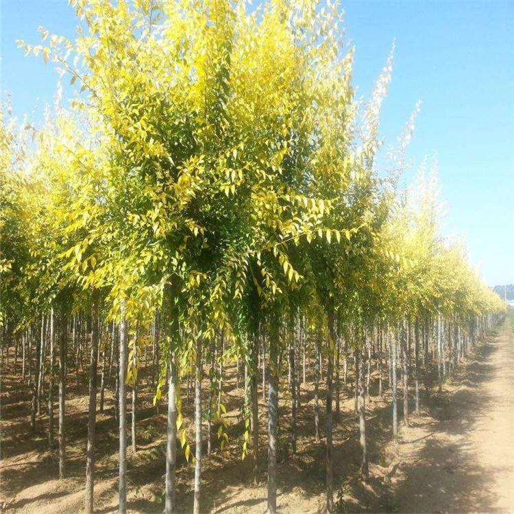 金叶榆风景树 金叶榆树苗 齐全苗圃 基地直供