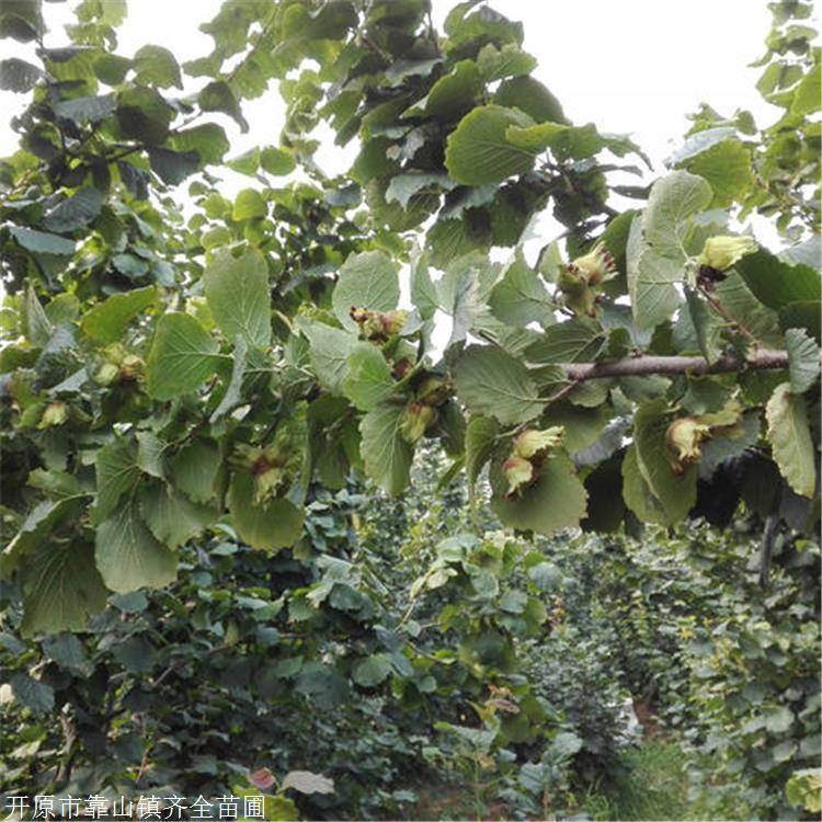 榛子苗 宁夏大果榛子苗种植基地 齐全苗圃 耐寒抗热榛子树苗