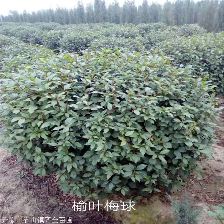 重瓣榆叶梅 齐全苗圃 榆叶梅小苗