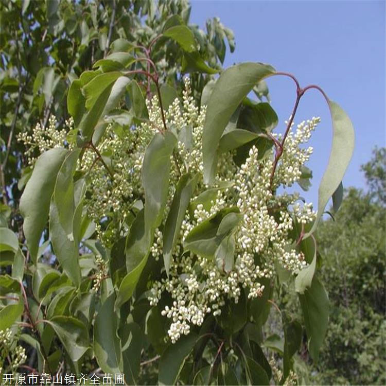 开原苗圃出售 辽宁暴马丁香 12公分暴马丁香批发 现挖现卖