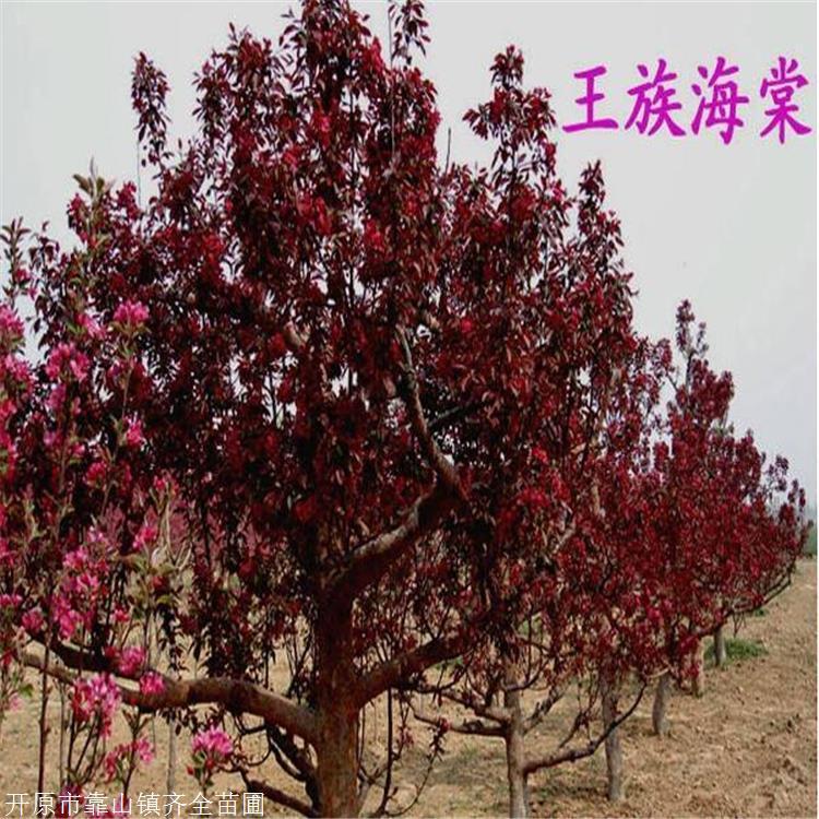 齐全供应王族海棠苗 王族海棠为3年生苗 优良的绿化彩化树种