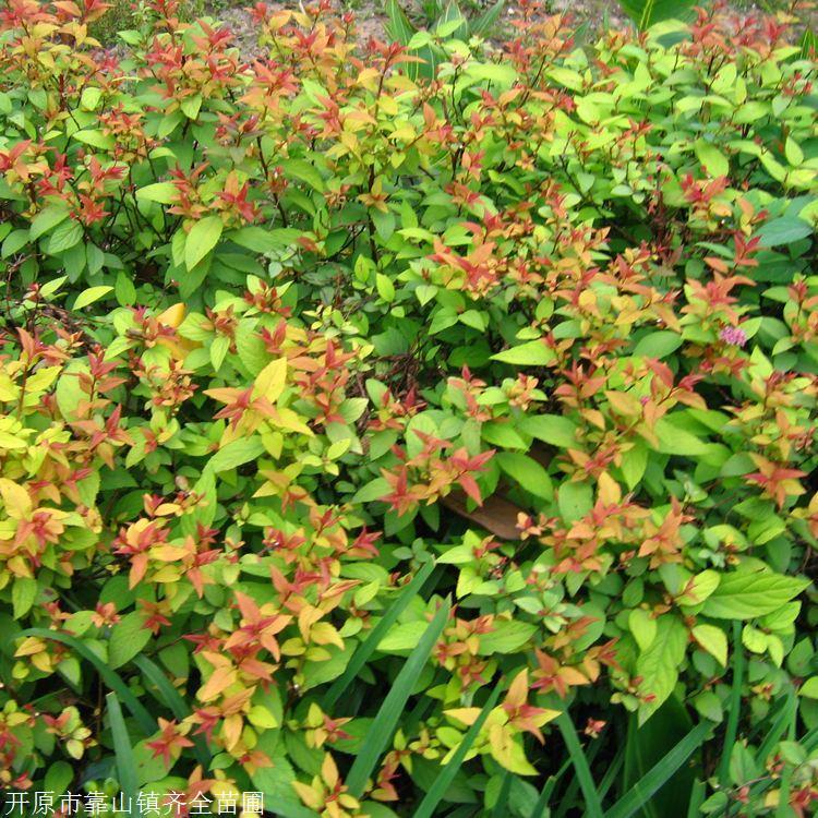 现货 金焰绣线菊 齐全苗圃 绣线菊绿篱苗 花坛花境点缀用